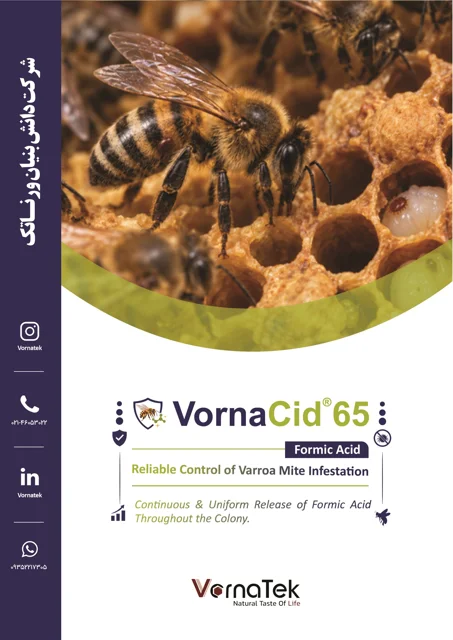 ورنا سید 65درصد